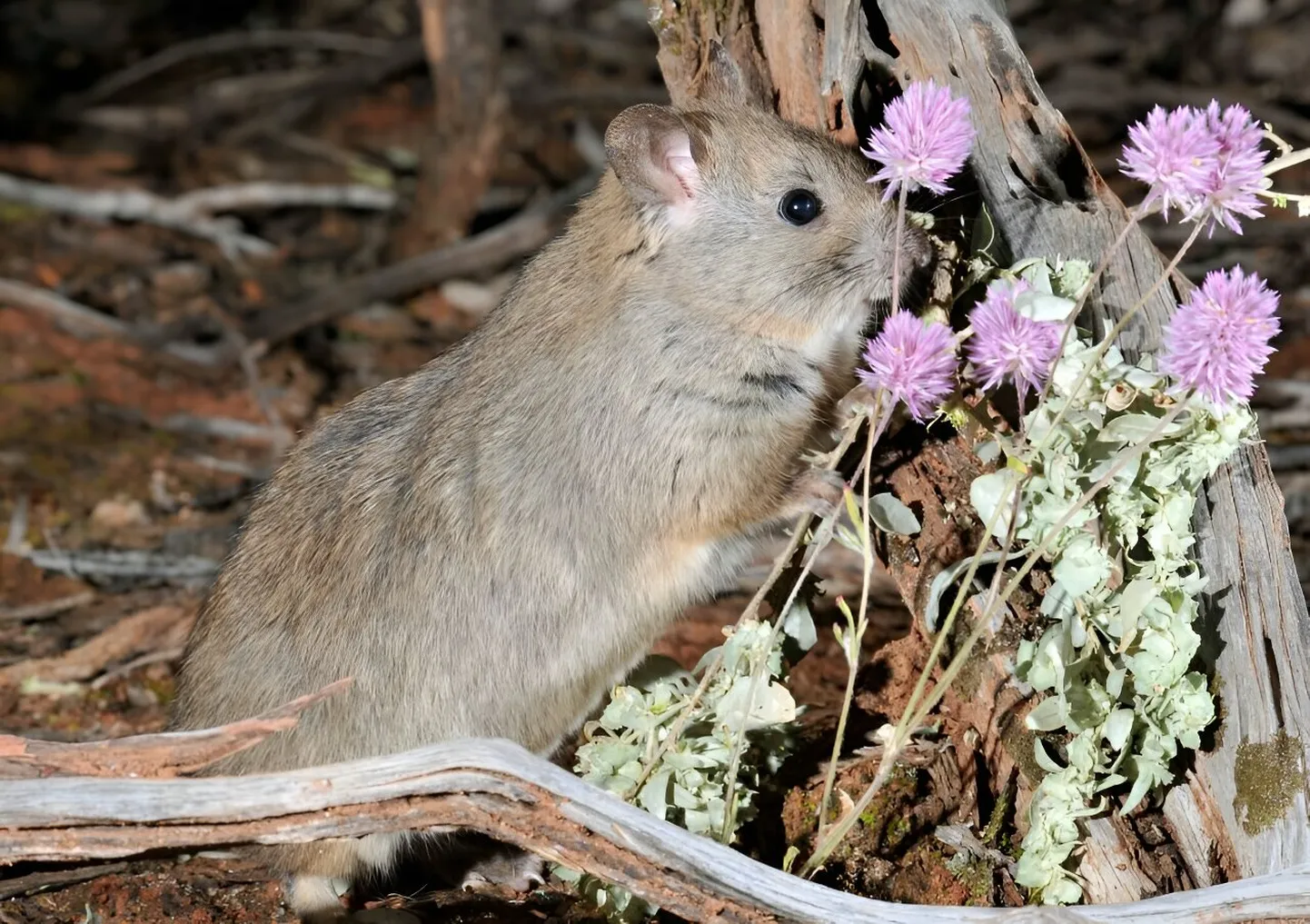 Ohustatud pesakupitajarott toitub Mount Gibson Wildlife Sanctuary kiskjakindlas aedikus kohalikust taimestikust.