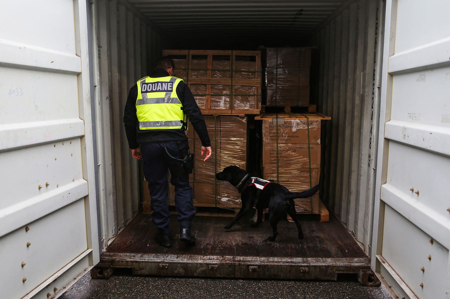 Tolliametnik otsib koos koearaga läbi konteinerit Le Havre’i sadamas Loode-Prantsusmaal.