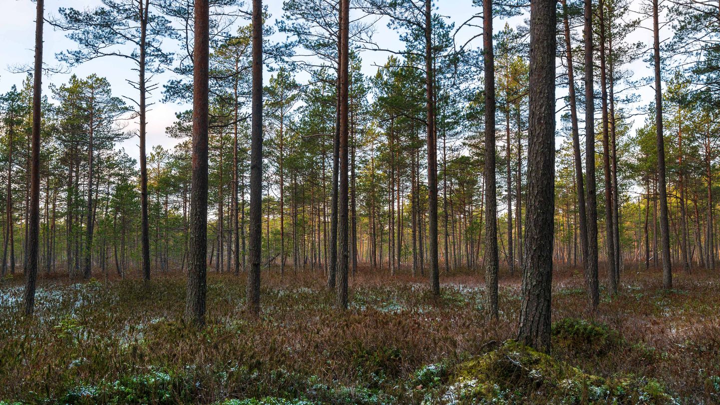 Эстонский лес. Иллюстративное фото.