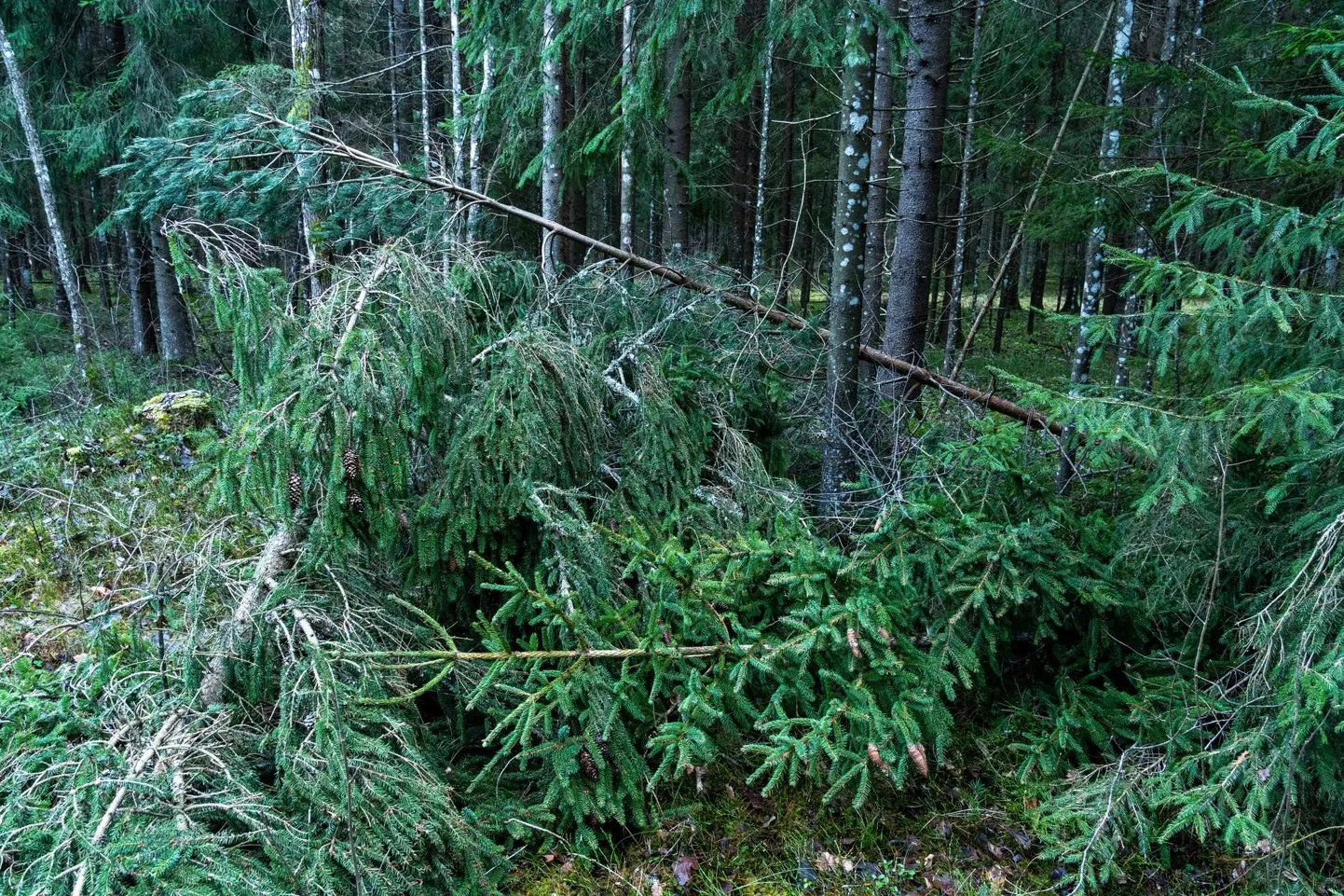 Hiljutise lumekoorma all murdunud kuuseladvad ja noor mänd.