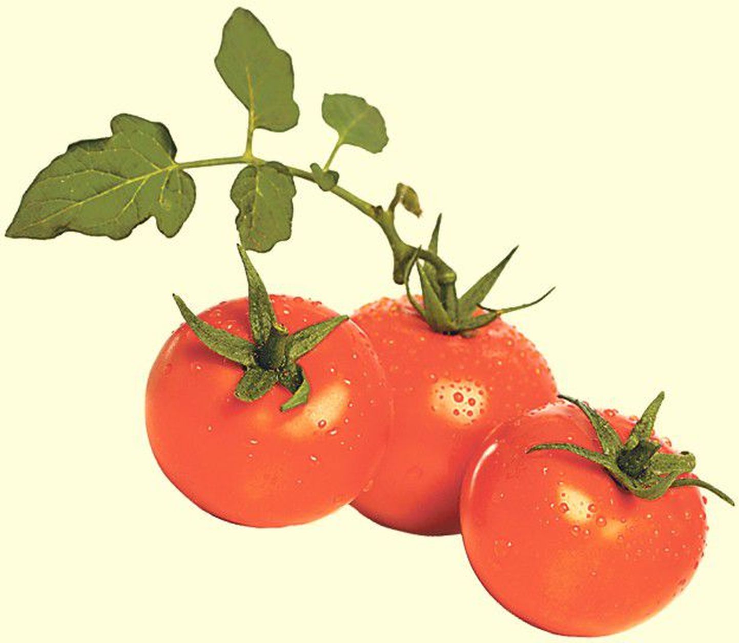 Садовники должны иметь в виду, чем меньше приходится выносить помидорам низкие температуры, тем лучше они сохраняются. Для последующего созревания лучшей температурой будут 15-16 градусов тепла.