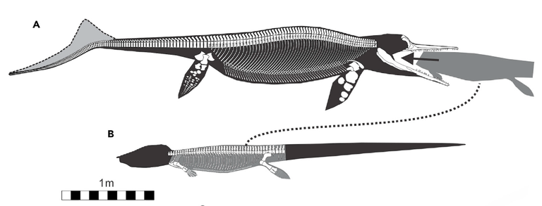 Ihtüosauruse (A) ja talattosauruse (B) skelett. Mustana näidatud talattosauruse saba ja pea puudusid ihtüosauruse kõhust. Saba leiti 23 meetri kauguselt.