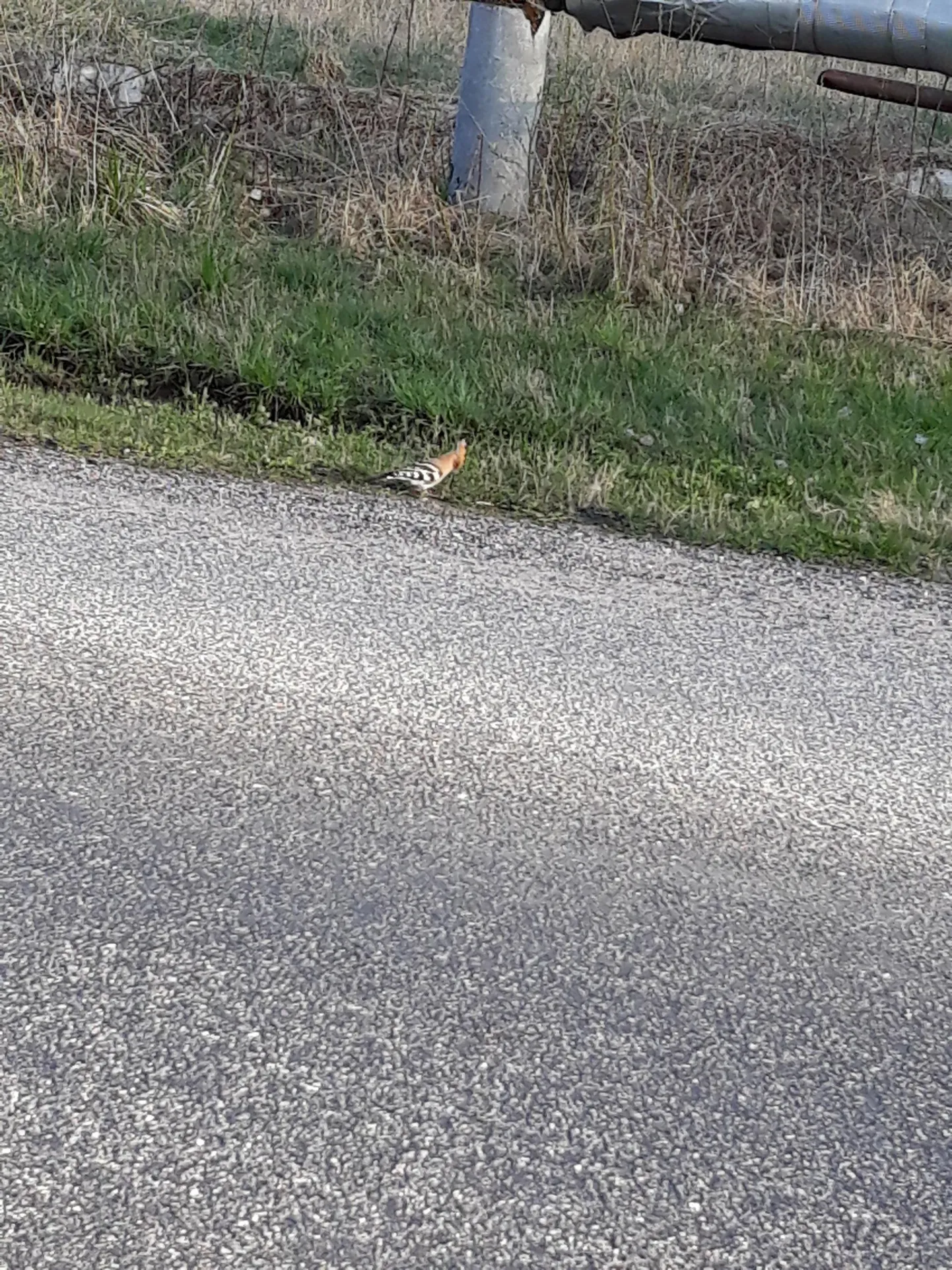 Vaenukägu Otepääl