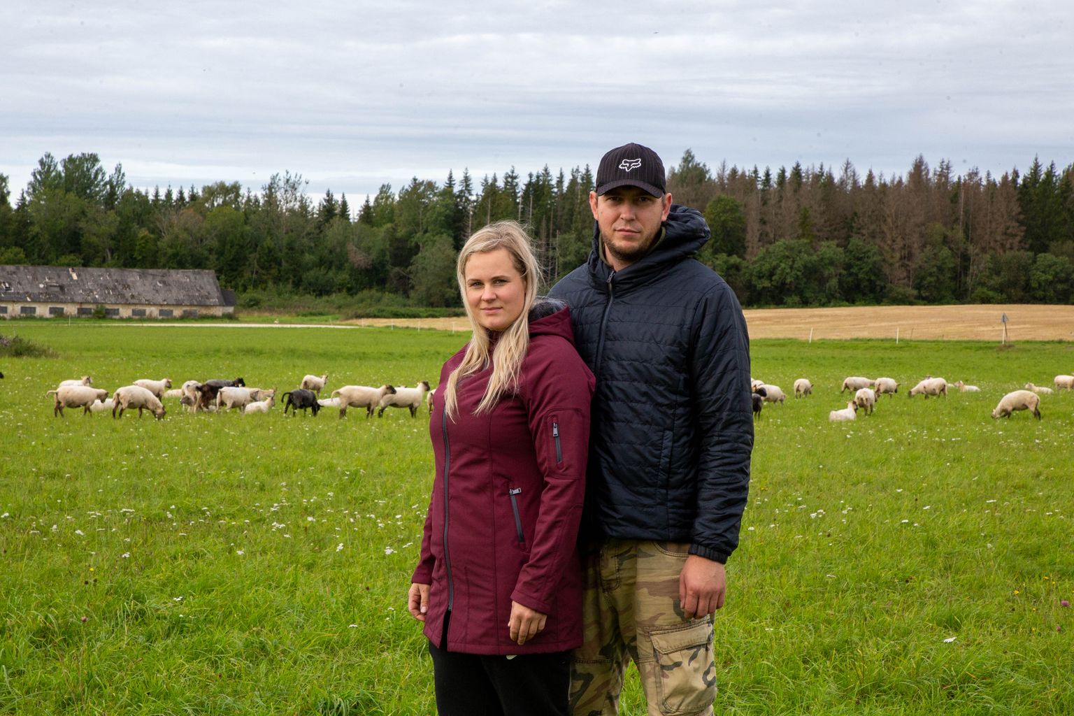 Vaatamata hundikindlaks arvatud aiale, kaotas Saldre talu noorpere Mari-Liis ja Margus Männiku kari hundiründega 21 lammast. Kevadel lõid hallivatimehed hambad sisse kaheksale lambale.