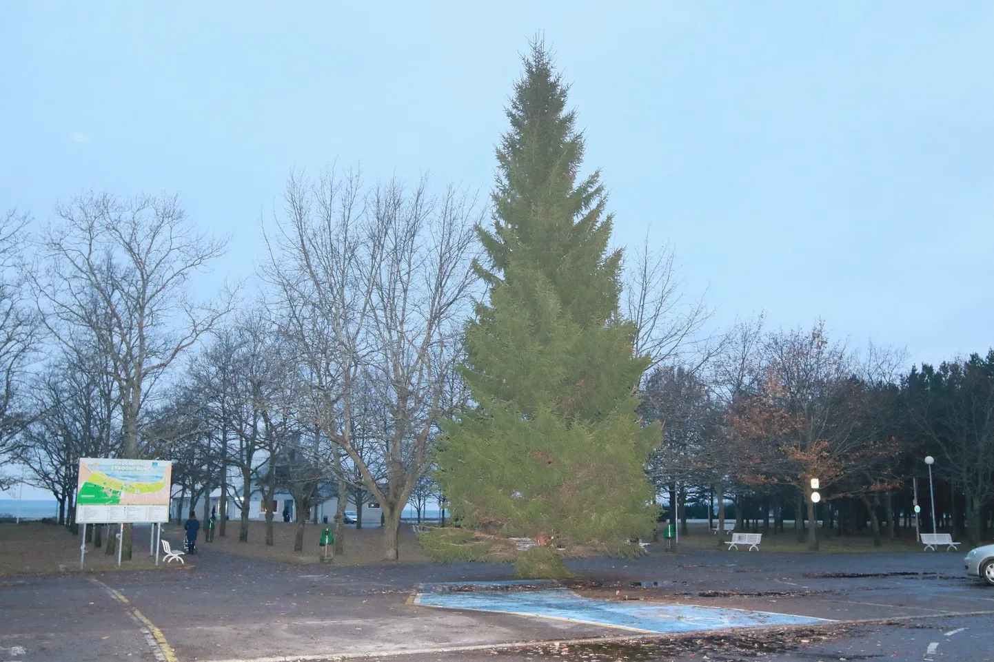 Stroomi jõulukuusk.