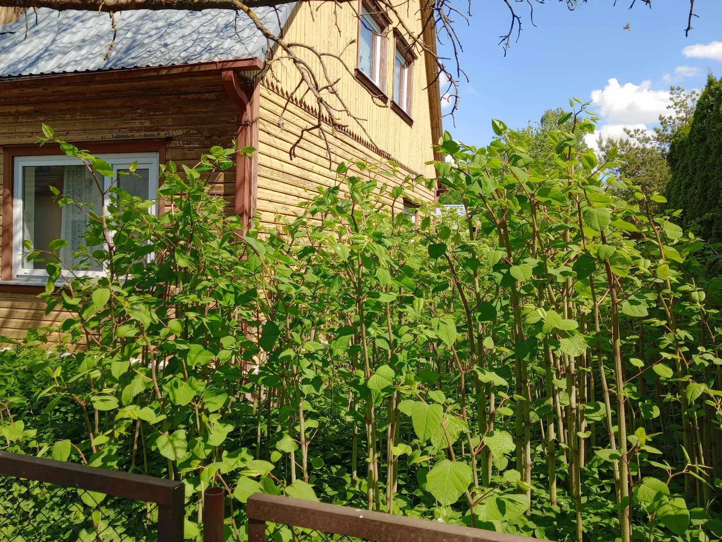 Selle Pärnu kesklinna aia on pargitatrad vallutanud, kasvavad otse maja seinani.