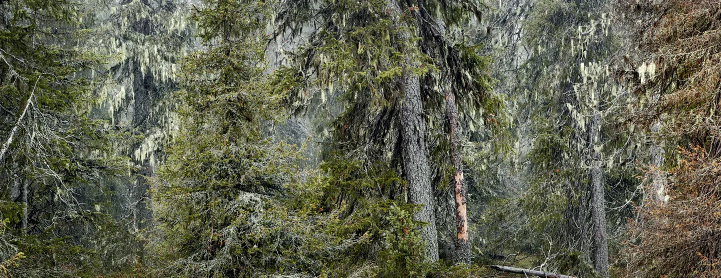 Ürgmets, millist Soomes kohtab aina harvemini.