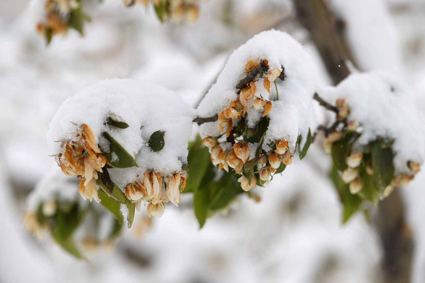 Lumega kaetud taimed. USAs Colorados tuli suve asemele talv ja hakkas sadama lund. Pilt on illustreeriv