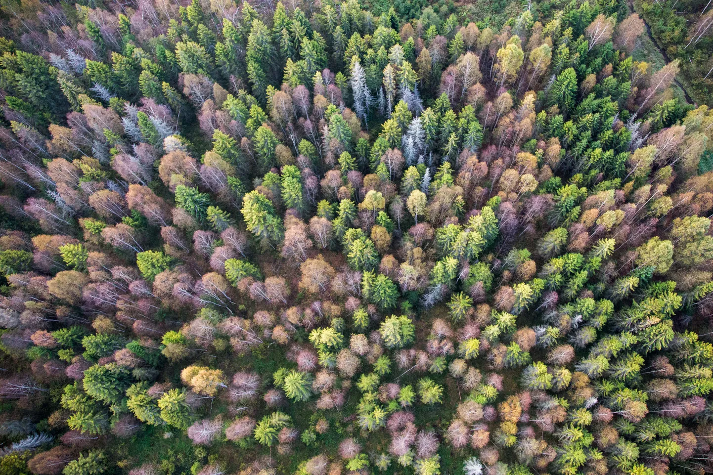 Artikli foto