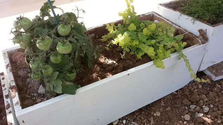Artikli foto