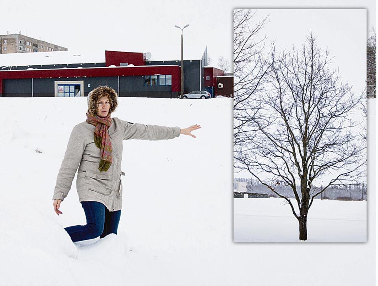 Ursula Mikkor seisab Männimäel Tamrexi kaupluse taha jääval krundil, kuhu vähem kui kahe aasta pärast istutatakse Eesti Vabariigi juubeli puhul sada tamme. Väiksemal pildil olev tamm kasvab Viljandi järve ääres 700 pargis.
