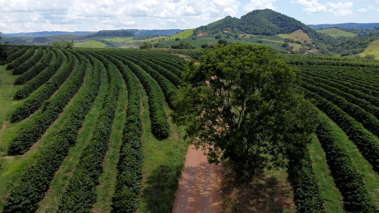 Kohviubade istandus Brasiilias, selles riigis valmib 40 protsenti Arabica kohvist.