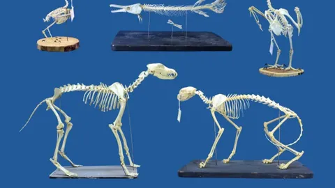 Nature's Cleaners: Museums Turn to Insects for Skeleton Preparation