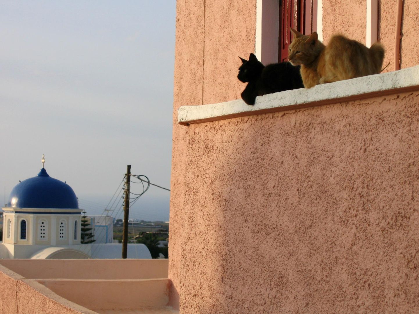 Juuni lõpuni saab Sakala keskuses näha Gert Kiileri näitust Santorini kassidest.