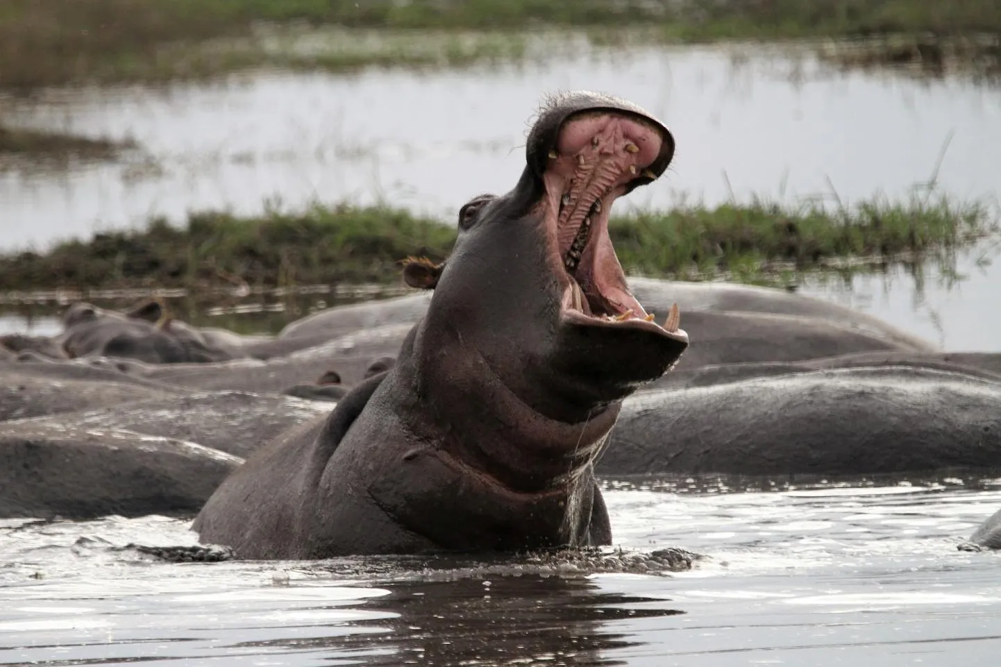 Jõehobu Okavango jões.
