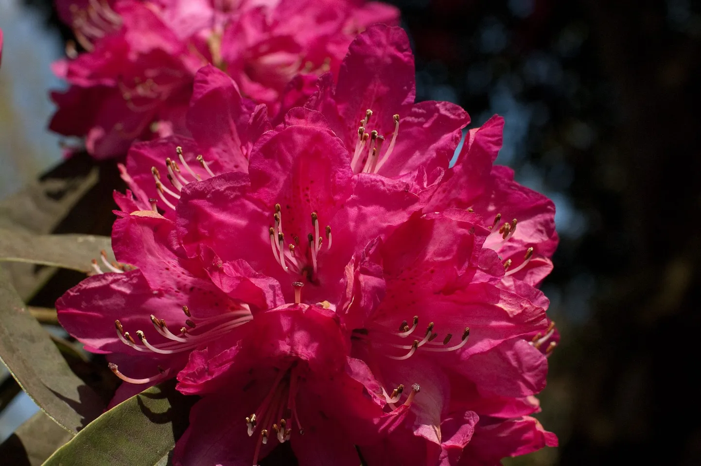 Rododendron