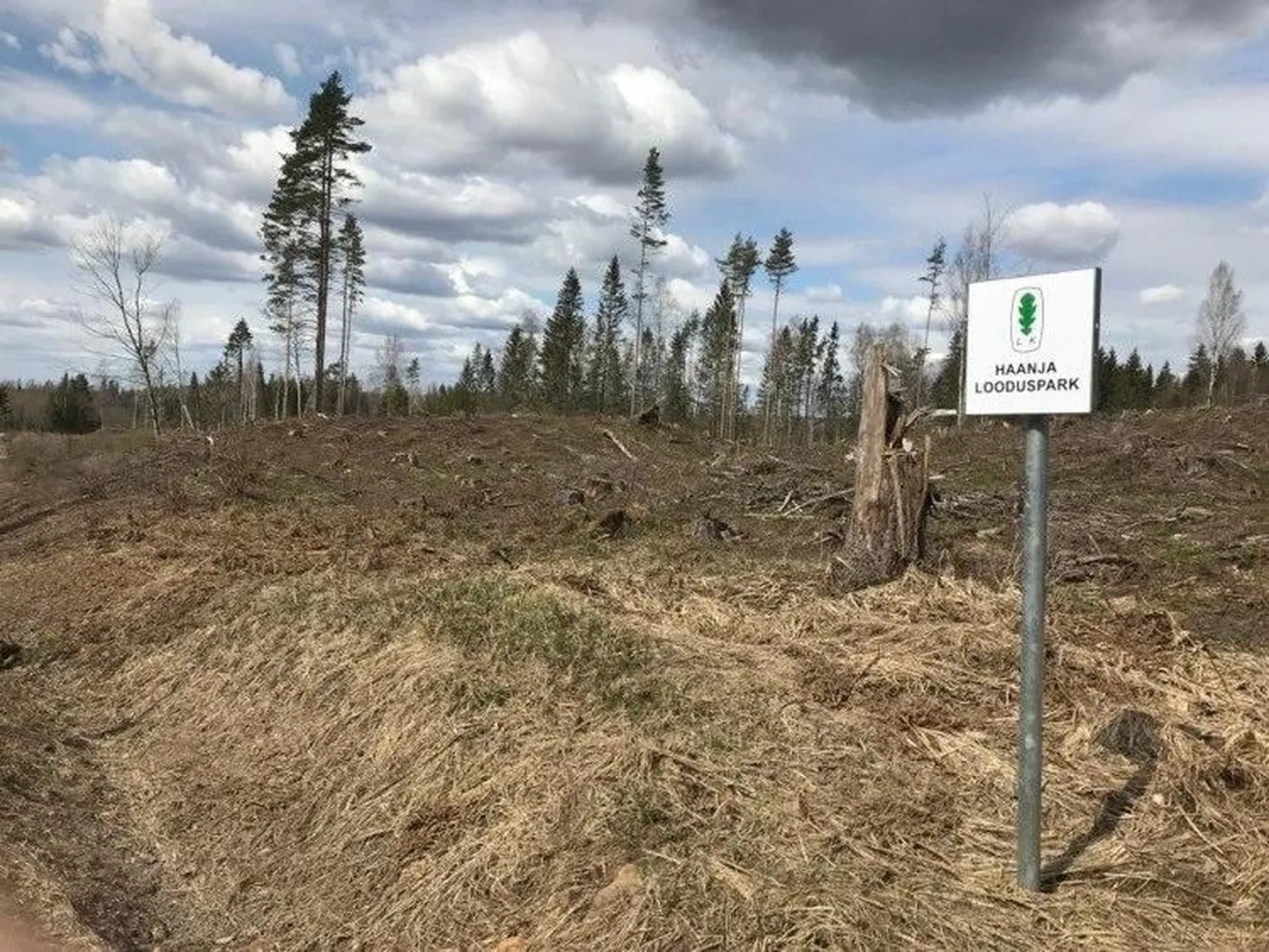 Keskkonnaministeeriumi luba raiuda kaitsealade piiranguvööndites on viinud selliste tagajärgedeni, mida on näha näiteks Haanja looduspargis.