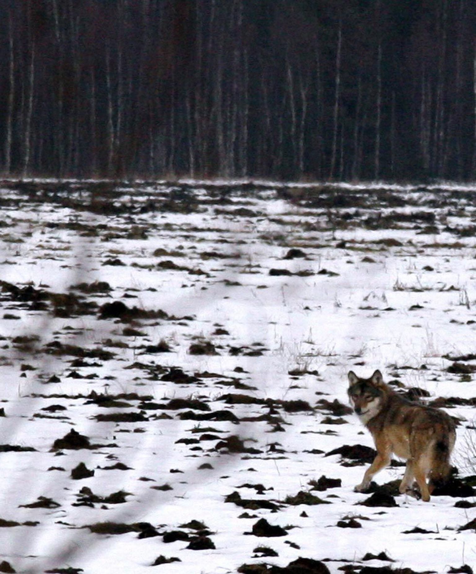 Kevadel jäi Järva Teataja fotograafi objektiivi ette noort hunt, kes julgelt liikus Öötla küla lähedal.