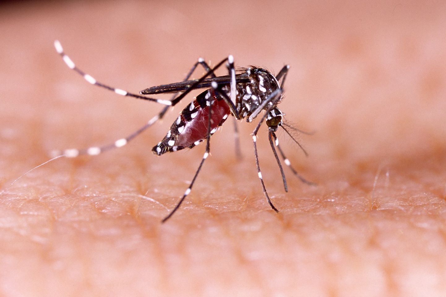 Aedes aegypti on Zika tüüpiline levitaja.
