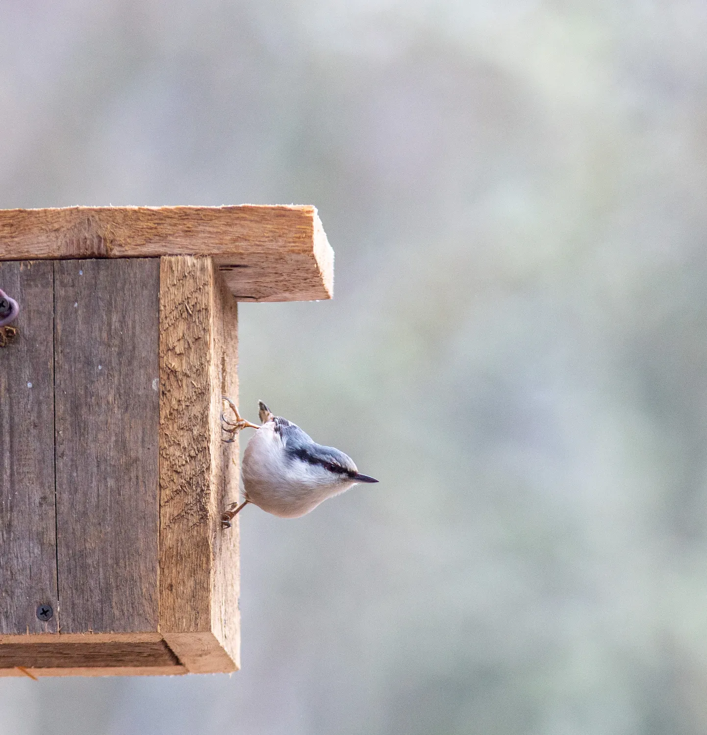 Puukoristaja (Sitta europaea). Pilt on illustreeriv.