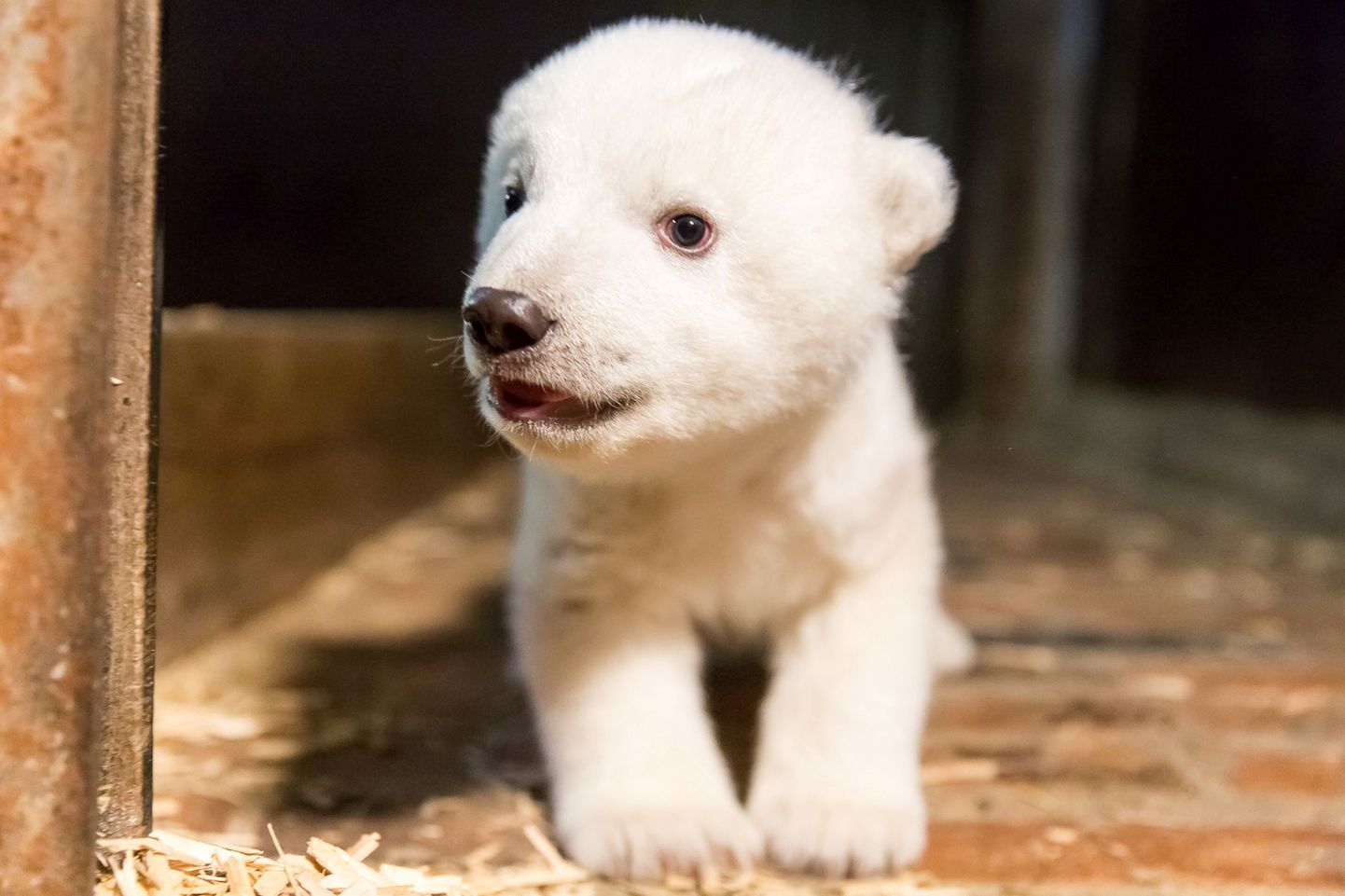 Детеныш белого медведя в берлинском зоопарке.