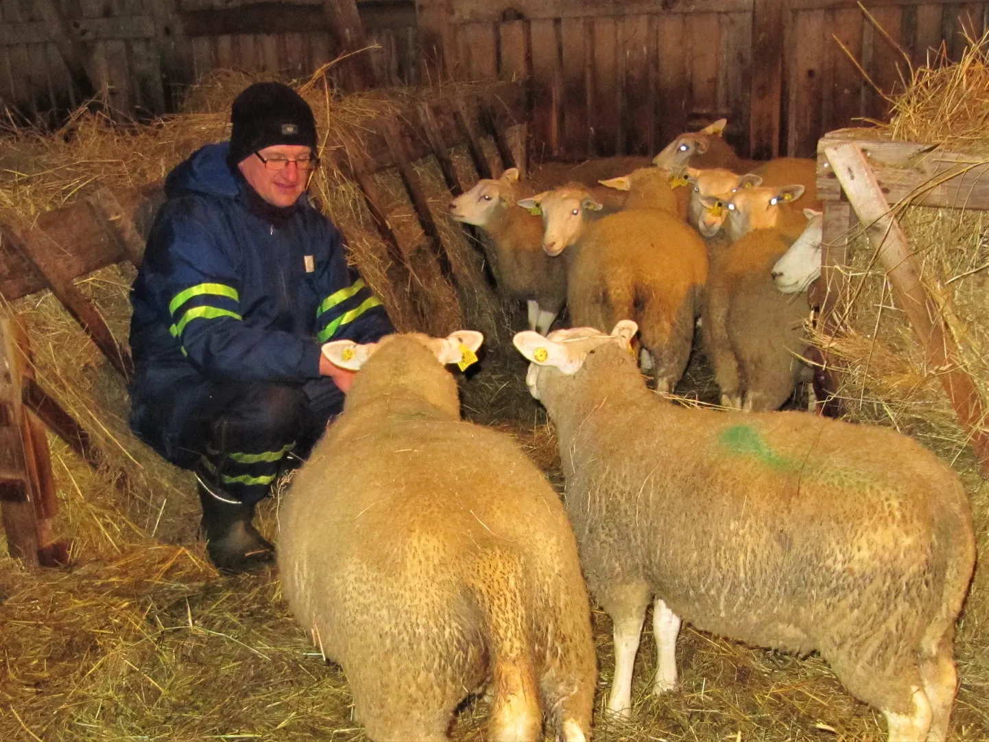 Kolm aastat tagasi murdsid šaakalid maha 30 Urmas Aavale kuuluva karja talle, eelmisel ja sel aastal kümmekond.
