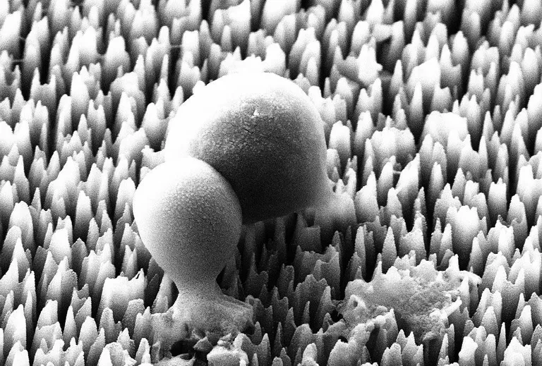 Kiili tiibade nanopiike jäljendav struktuur on tehtud ränile ja see on stafülokoki Staphylococcus aureus’e raku katki rebinud.
