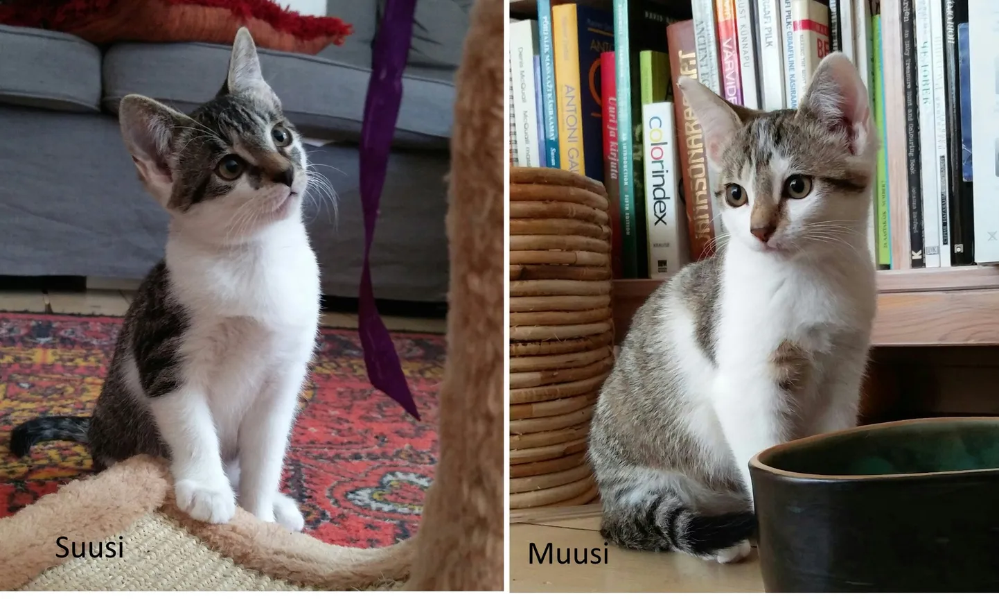 Suusi ja Muusi.