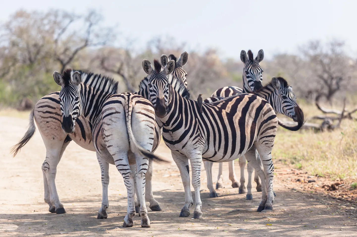 Safari