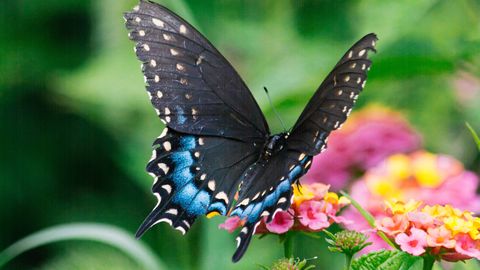 Совет садоводам: бабочкам понравится модная буддлея Давида