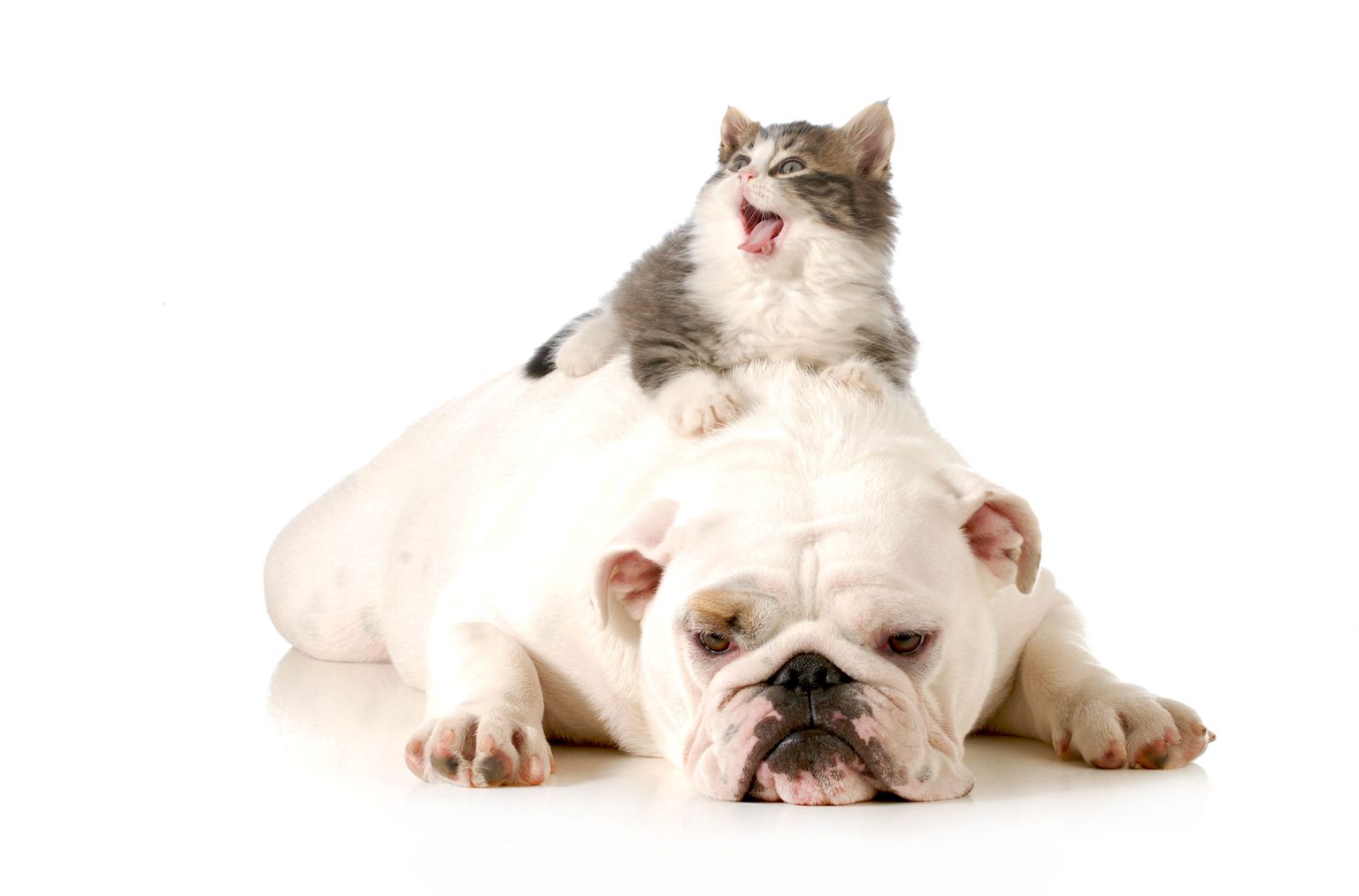 Кошка и собака. Фото иллюстративное.