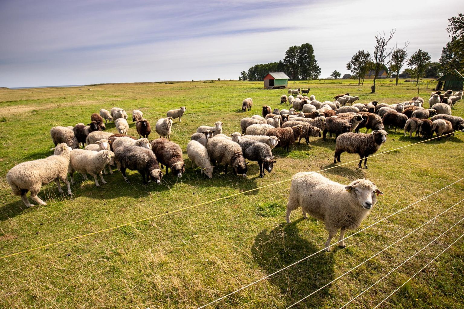 Üheks talupidamise variandiks on lammaste kasvatamine. 
