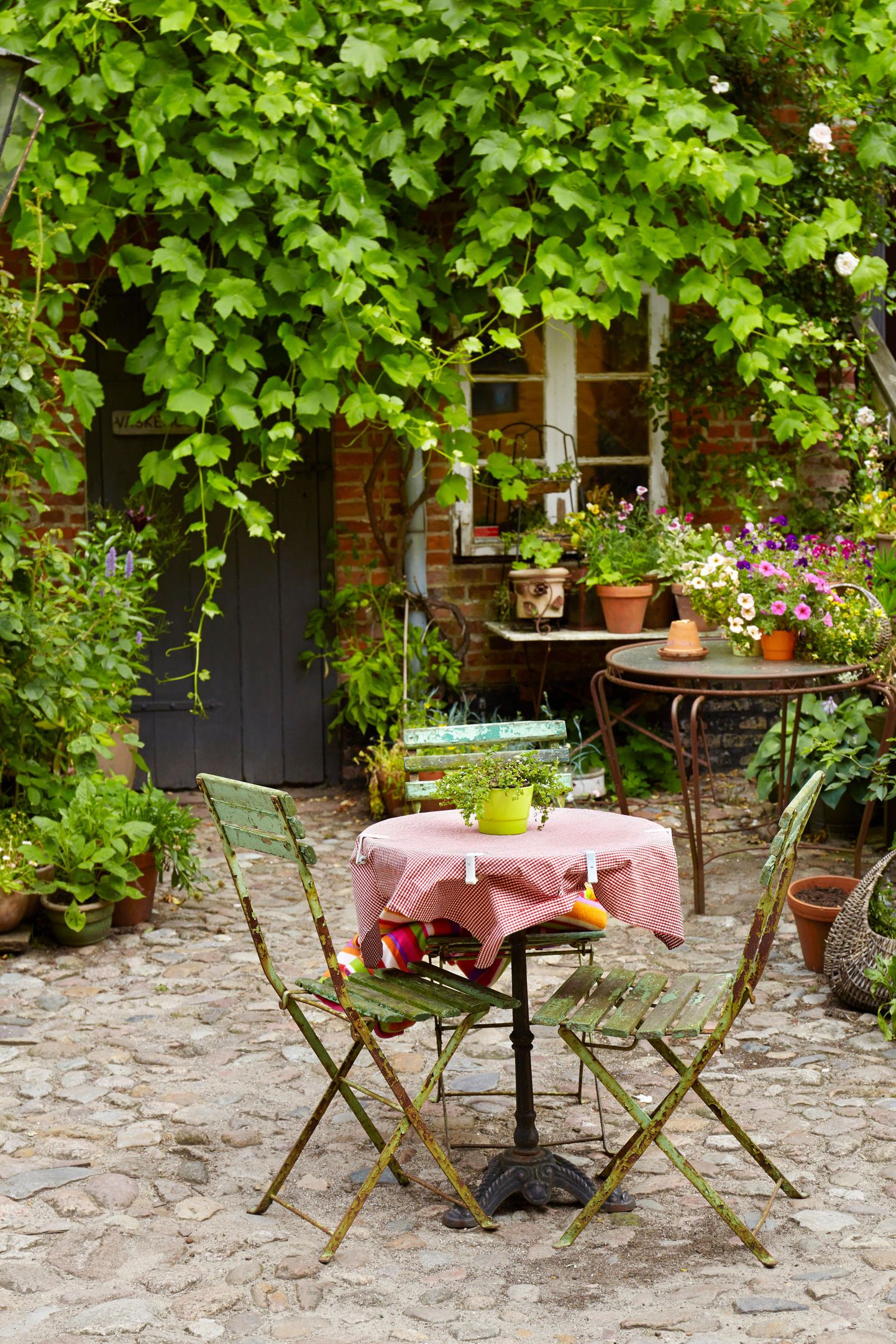 Ronitaimed võivad anda aiale romantilise ilme.