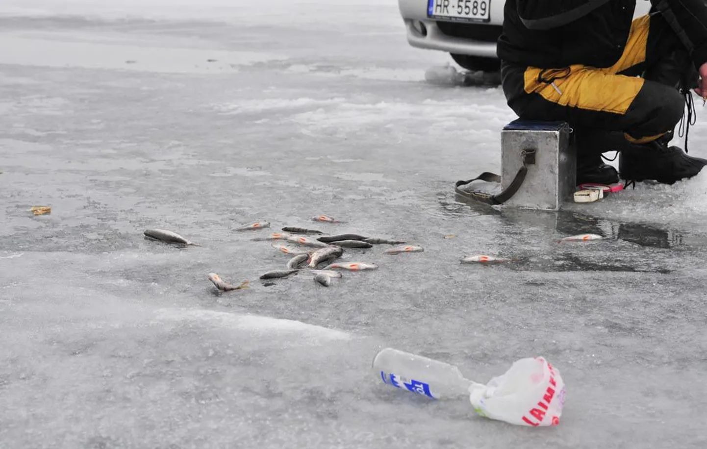 Ehkki Peipsi jääl oli pühapäeva pärastlõunal palju kalamehi, kurtsid nii mõnedki lätlased, et saak ei vasta oodatule – vaid paar-kolm kilo ahvenat. Kärakapudel oli pettumuse uputamiseks ja külma peletamiseks paljudel käepärast.