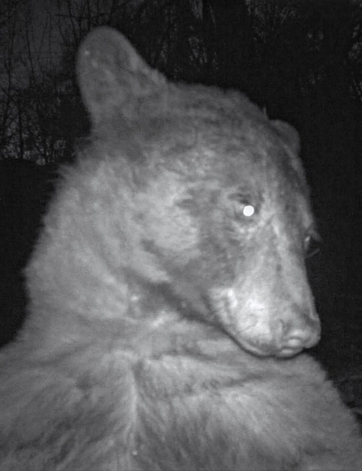 USAs Colorados Boulderi-lähedases looduspargis klõpsis karu endast sadu selfisid