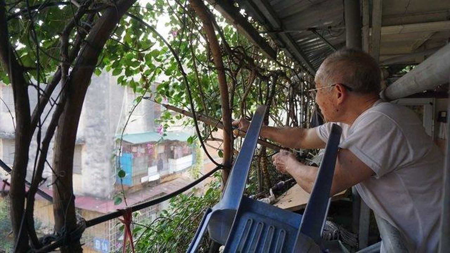 Сначала Хоанг Нху Тан соорудил вокруг дома каркас из деревянных реек, арматуры и кабеля