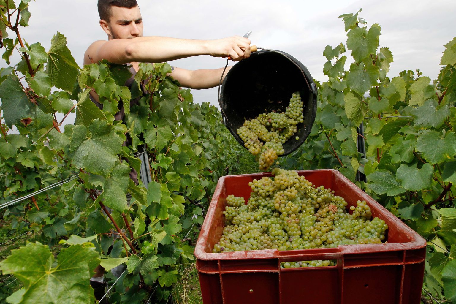 Prantslaste veinitoodang on surve all.