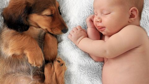 Veidralt käituv koer päästis imiku elu
