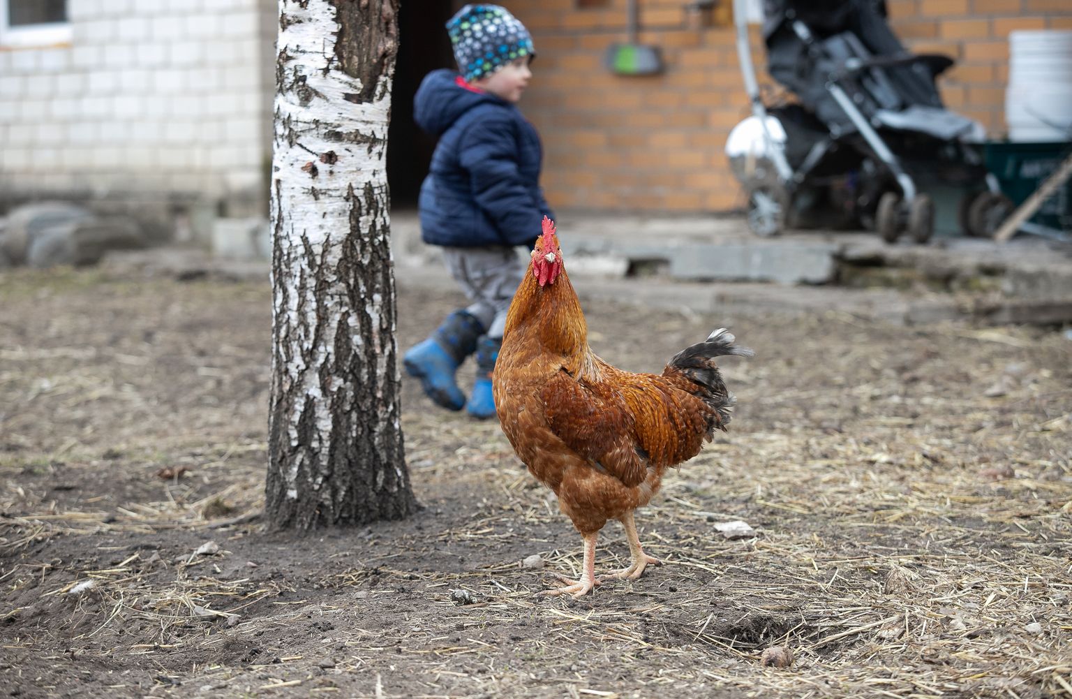 Eva Kübara uus film uurib, kuidas linna kolinud kana ennast ise uutes elutingimustes tunneb.