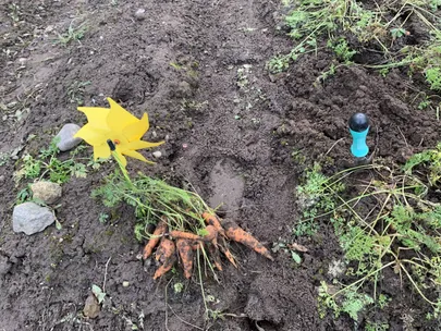 Enne uue lume tulekut sai veel porgandeid võtta.
