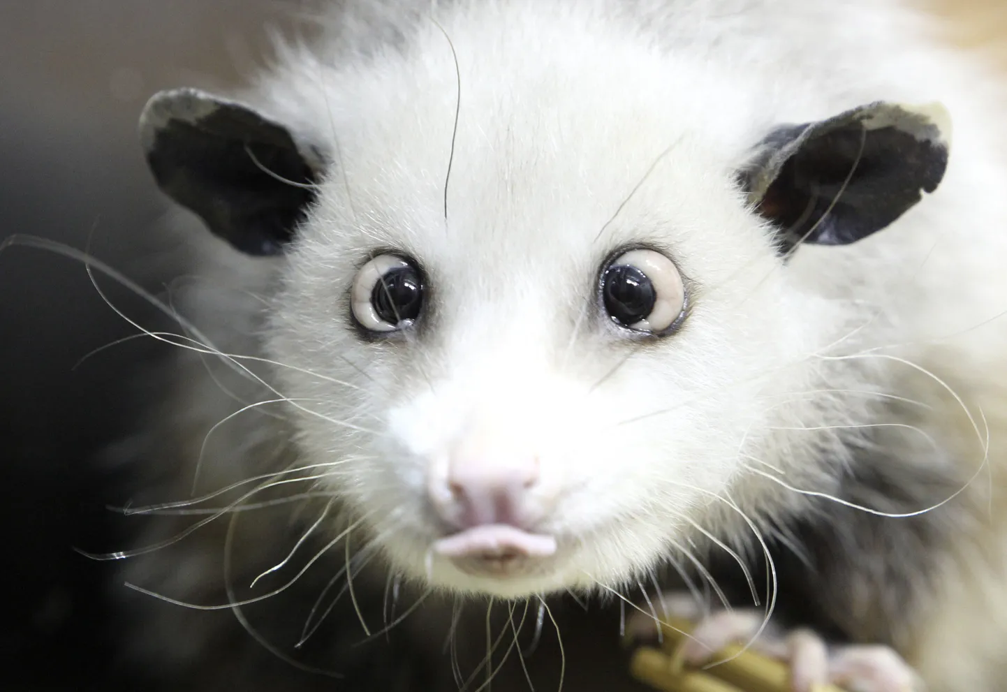 Kõõrdsilmne opossum Heidi