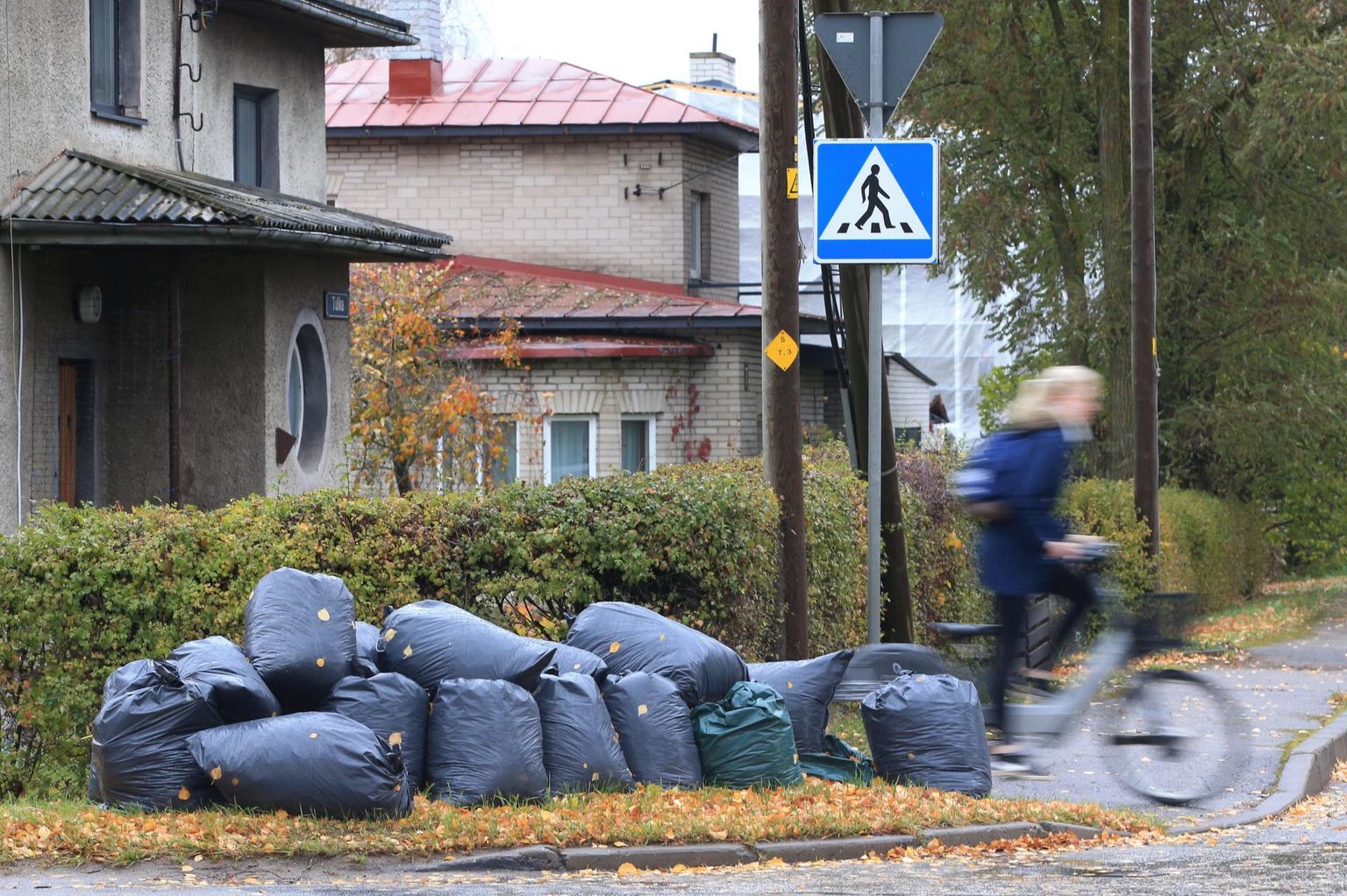 Sügislehtedega täidetud suured kilekotid ootasid äravedamist Ravila ja Tulika tänava nurgal.