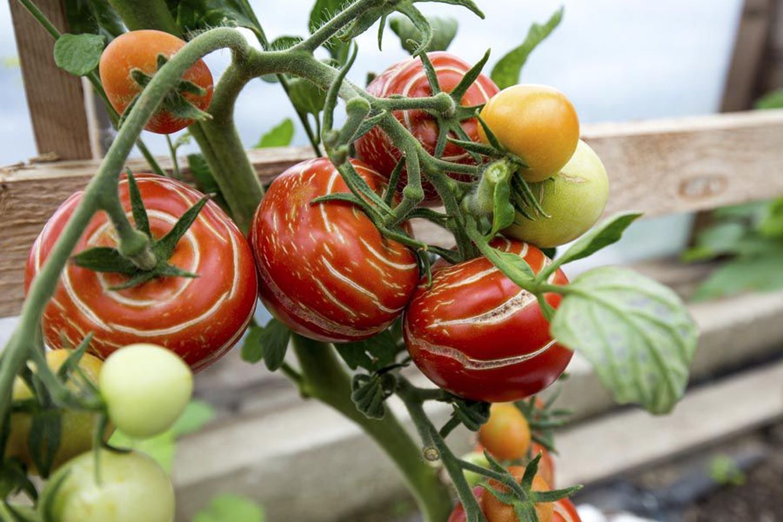 Kunstipäraselt lõhenenud tomatid