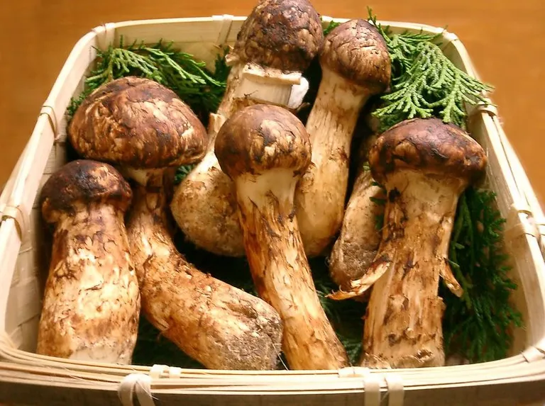Matsutake seened kasvavad Jaapanis ja naela (0,45 kilo) hind võib ulatuda suisa 230 euroni. On ka šanss, et need seened kaovad üldse varsti maamunalt, kuna võõrliigid ja putukad on neile suureks ohuks.