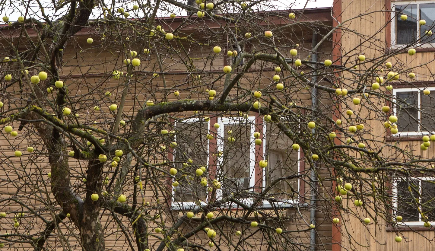 Värskete viljadega pikitud õunapuu 25. detsembril.