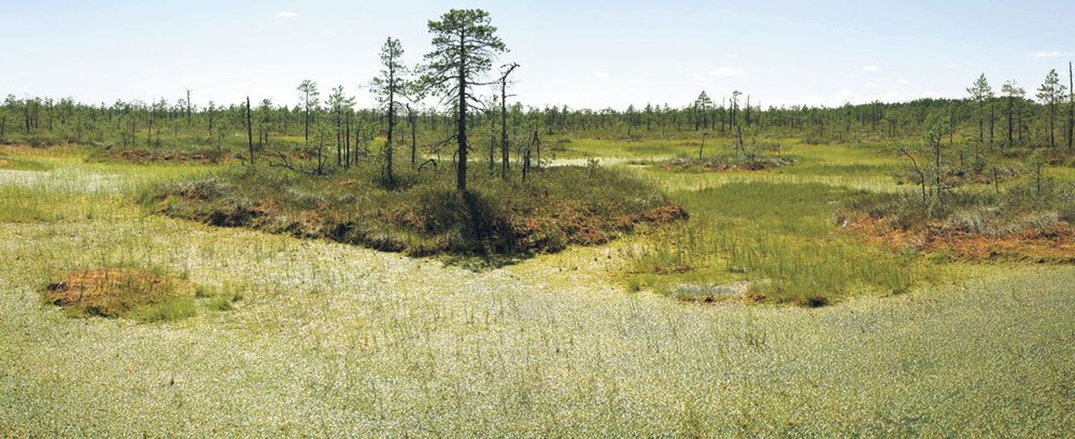 Alam-Pedja looduskaitseala asutati loodusemees Einar Tammuri (1960–2004) eestvõttel valitsuse määrusega 17. veebruaril 1994. aastal. Kaitseala paikneb Jõgeva, Tartu ja Viljandi maakonnas Võrtsjärve nõos, mis oli veel umbes 7500 aastat tagasi kaetud suures osas veega. Kaitseala pindala on praegu 34 220 hektarit ehk 342 ruutkilomeetrit.