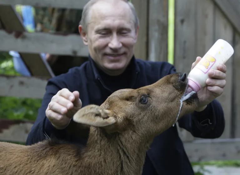 Путин кормит молодого лося в национальном парке "Лосиный Остров", Июнь 2010 года