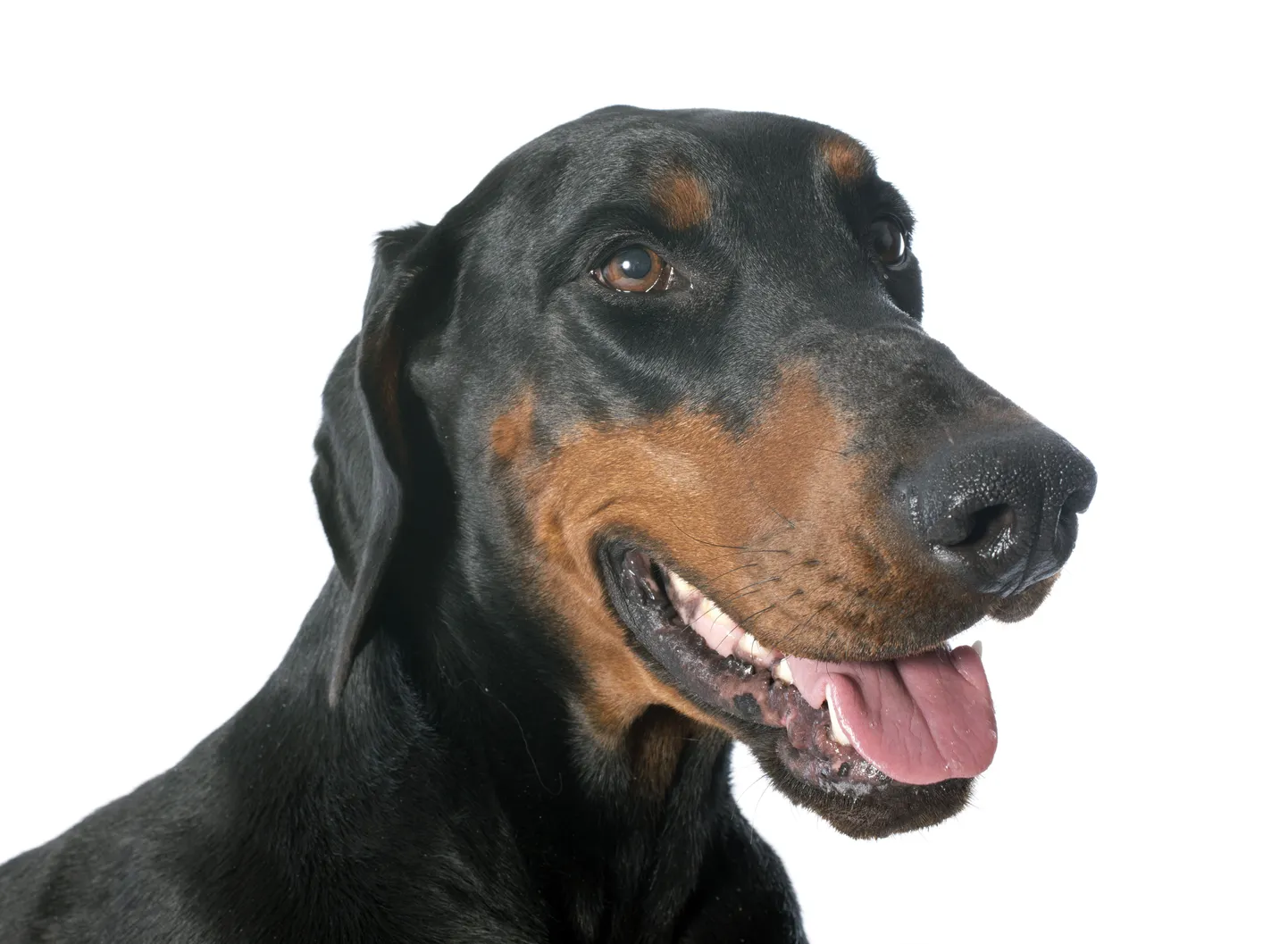Imiku surmas on süüdi dobermann, kes pidas last mänguasjaks.