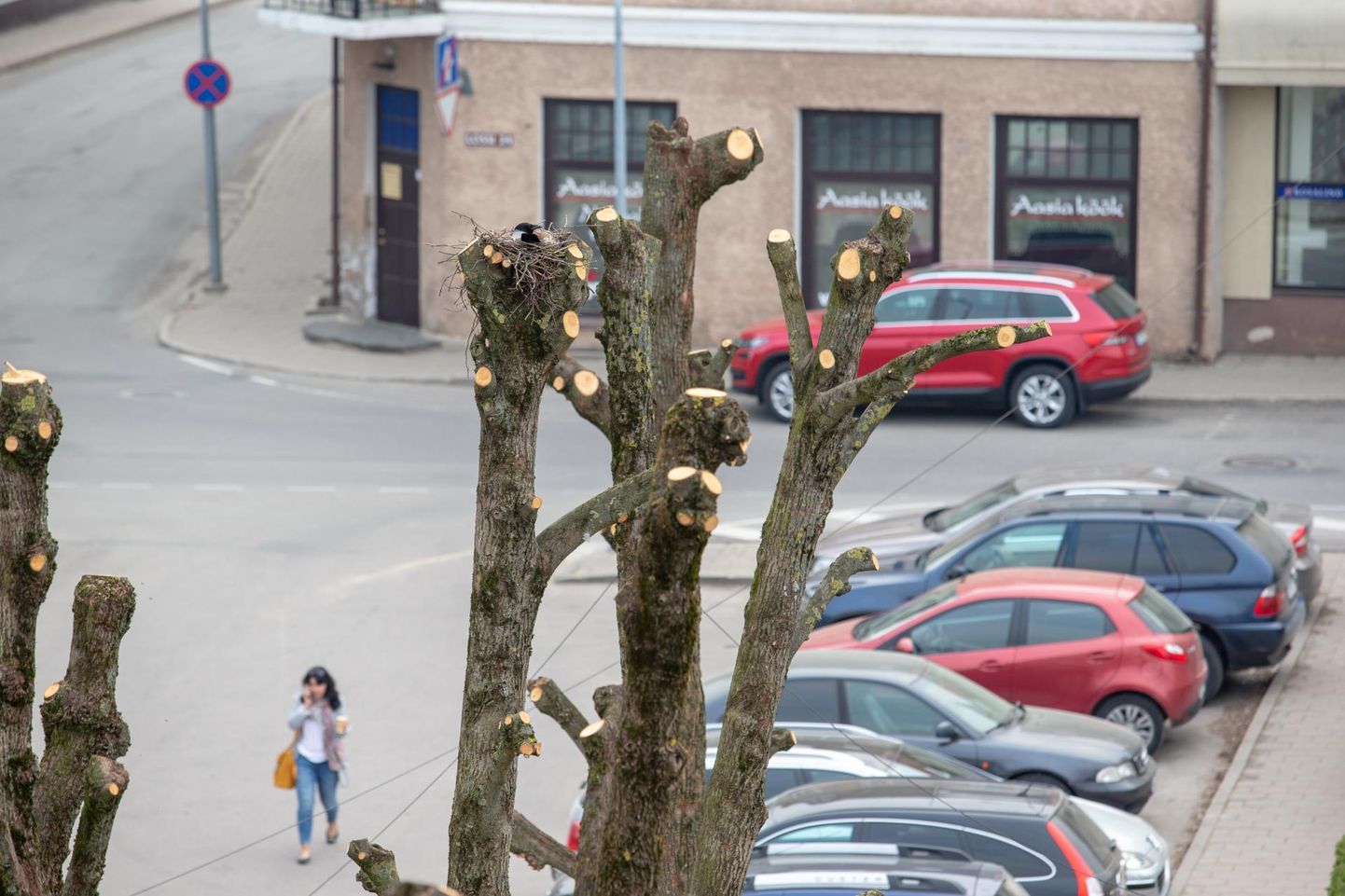 Viljandis Tartu tänaval puid kärpides avastas arborist hallvarese pesa, kus olid munad sees. Ta jättis pesa ümber oksatüükaid, et see püsiks.