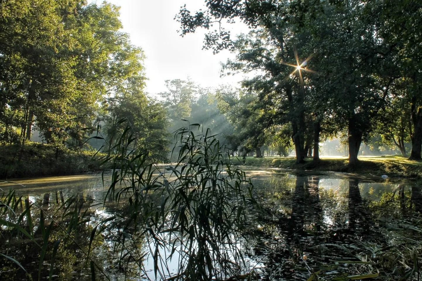 Mõisapargi tiik